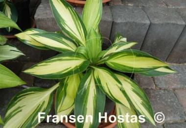 Hosta Hearts on Fire