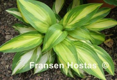 Hosta Hearts on Fire