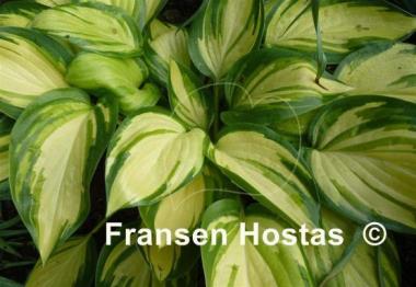 Hosta Hearts on Fire