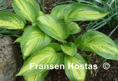 Hosta Hearts on Fire
