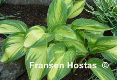 Hosta Hearts on Fire