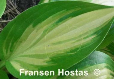 Hosta Hearts on Fire