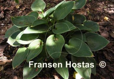 Hosta Heartsong