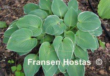 Hosta Heartsong