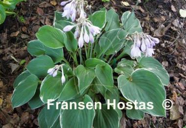 Hosta Heartsong