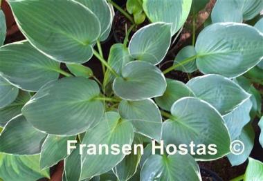 Hosta Heartsong