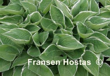 Hosta Heartsong