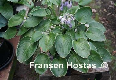 Hosta Heartsong
