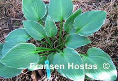 Hosta Heartsong