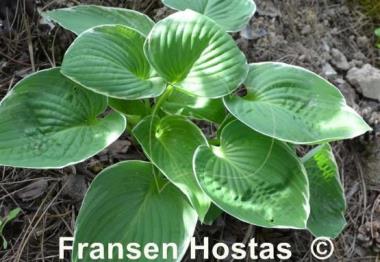 Hosta Heartsong