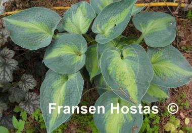 Hosta Heat Wave