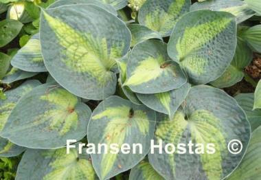Hosta Heat Wave
