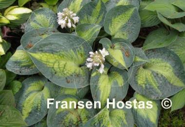 Hosta Heat Wave