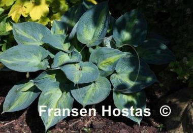 Hosta Heat Wave