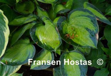 Hosta Heat Wave