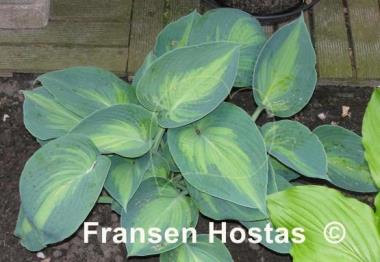 Hosta Heat Wave