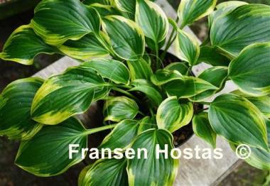 Hosta Heather Hill