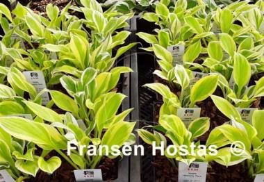 Hosta Heavenly Tiara