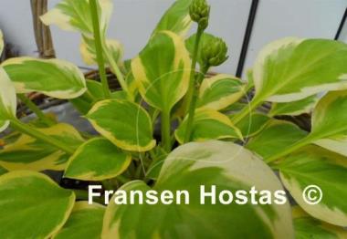 Hosta Heavenly Tiara
