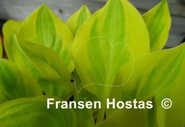 Hosta Heavenly Tiara