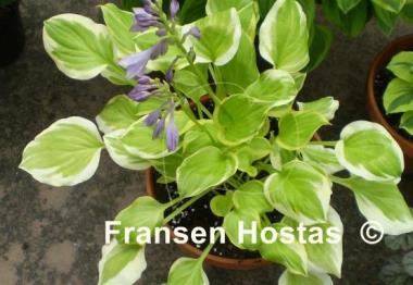 Hosta Heavenly Tiara