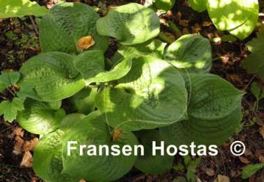 Hosta Heavy Duty