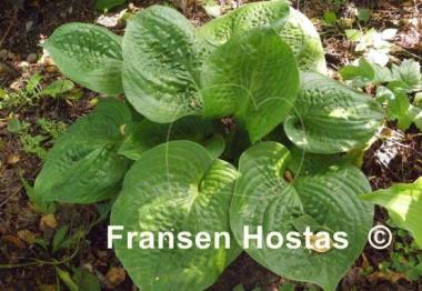 Hosta Heavy Duty