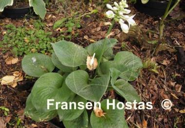 Hosta Heavy Duty