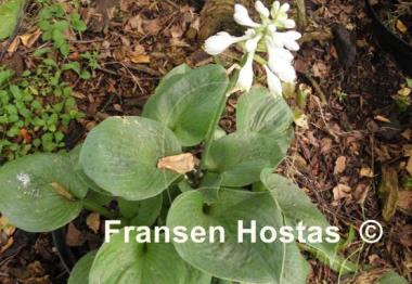 Hosta Heavy Duty