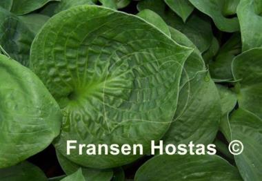 Hosta Heavy Duty