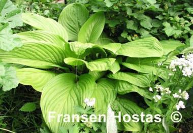 Hosta Heideturm