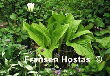 Hosta Heideturm