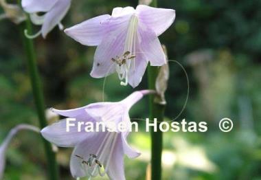 Hosta Heideturm
