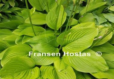 Hosta Heideturm