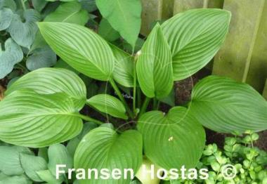 Hosta Heideturm