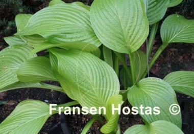 Hosta Heideturm