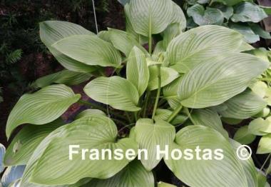 Hosta Heideturm