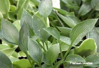 Hosta Helen Field Fischer