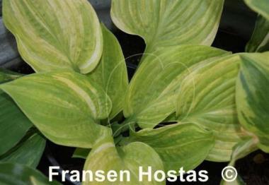 Hosta Helios