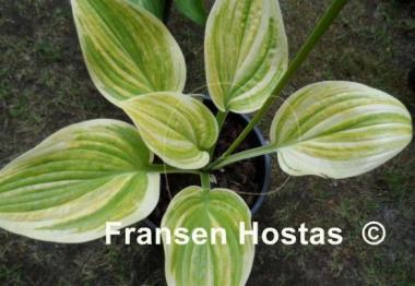 Hosta Helios