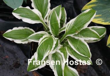 Hosta Helonioides Albopicta
