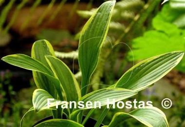 Hosta Helonioides Albopicta