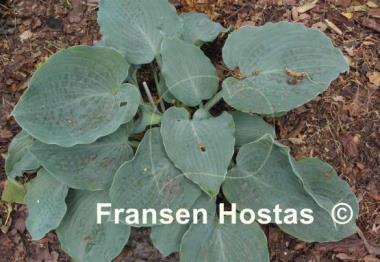 Hosta Her Eyes Were Blue