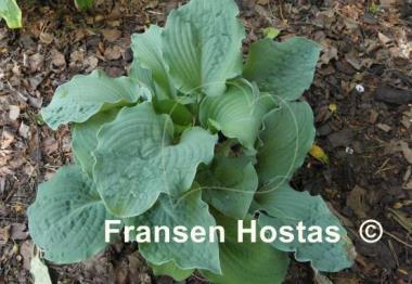 Hosta Her Eyes Were Blue