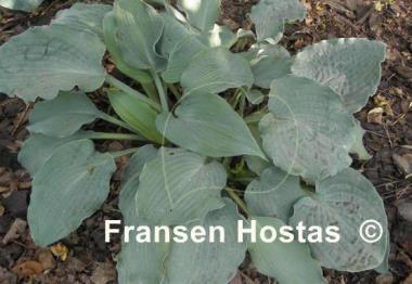 Hosta Her Eyes Were Blue