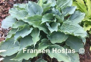 Hosta Her Eyes Were Blue