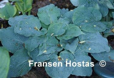 Hosta Her Eyes Were Blue