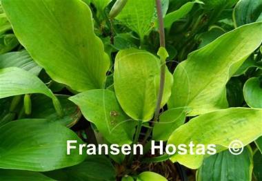 Hosta Herbal Tea
