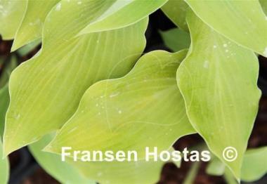 Hosta Herbal Tea