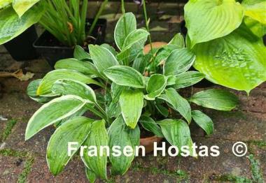 Hosta Herifu 